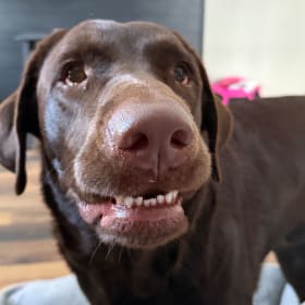 Moose