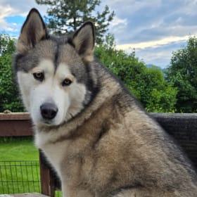 Akira from Moonsong Malamute Rescue