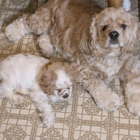 Honey and Parker