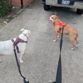 Daisy and Luigi
