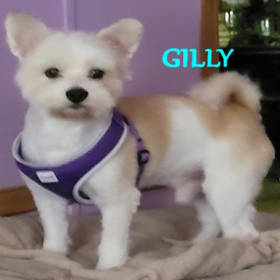 Gilly