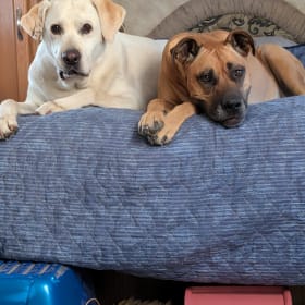 Jesse and Copper