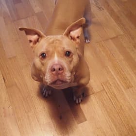 Penny