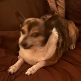 Petey