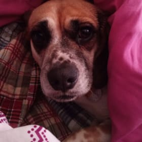 Penelope