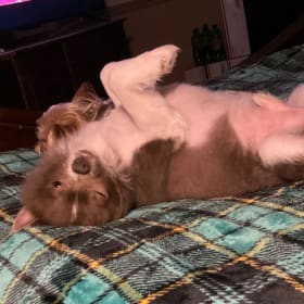 Gizmo