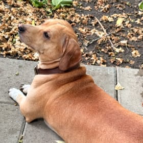 Buddy