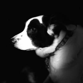Ozzy