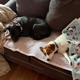 Bella and Westie