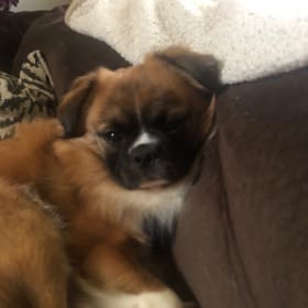 This is my lil love bug Jesse James he gets all my love and hugs