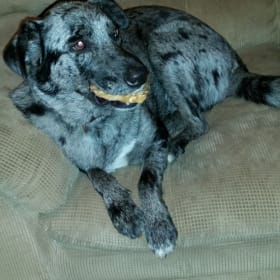 Avery Abilene eleven year old catahoula