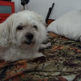 Hank