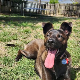 Stella