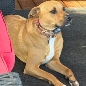 Odie