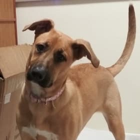 Piper