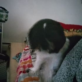 Maggie