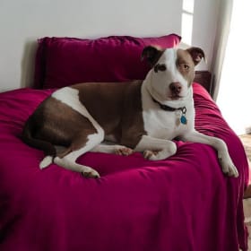 GoldieHawn_pittiemix