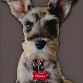 Max