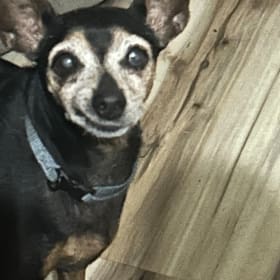 Molly