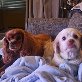 Rosalin and Rocky