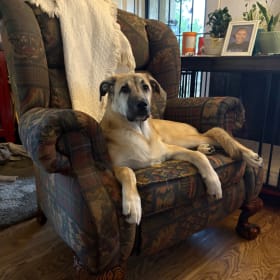 Koda