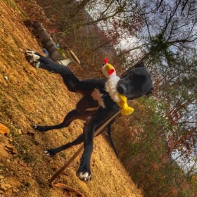 Tucker