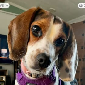 Mabel