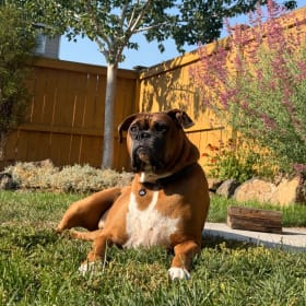 Jake
