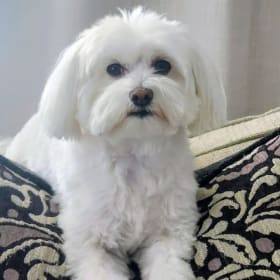 Romeo