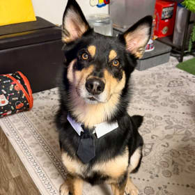 Foggy Nelson aka Foggy Doggy Good Boy