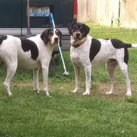 Zcaro and Bentley