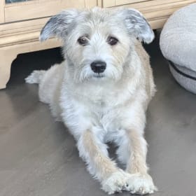 Koda