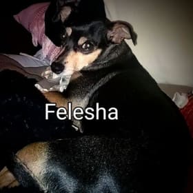 FELESHA