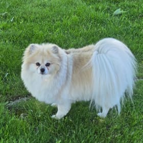 Lilly