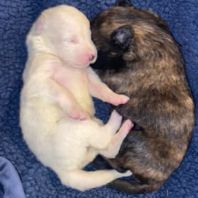 Opal and Brownie