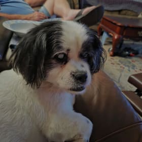 Cookie