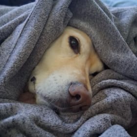 Cooper