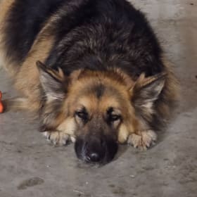Lily