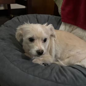 Chloe