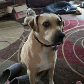 GRACIE