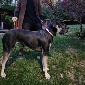 Onix