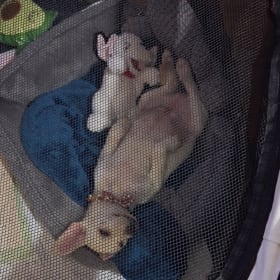 ROSCOE