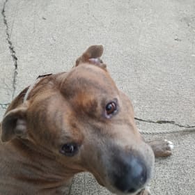 Jakey aka Snoopy