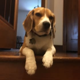 Benji