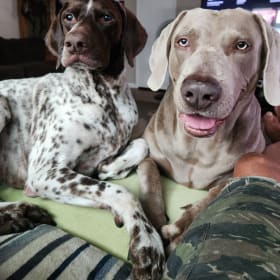 Ruger and Blue