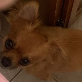 Teddy
