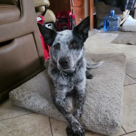 Bowie