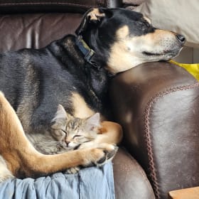 Tiva
