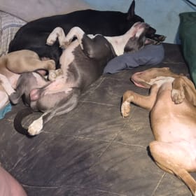 Whip Dozer puppies
