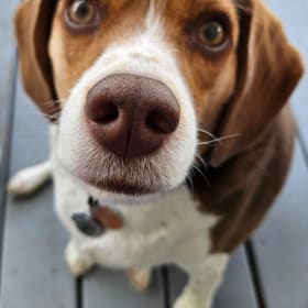 Bandit